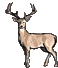Jeleń